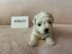 Boloňský psík s PP