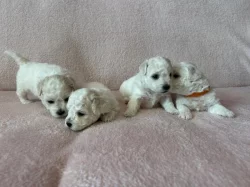 Boloňský psík s PP