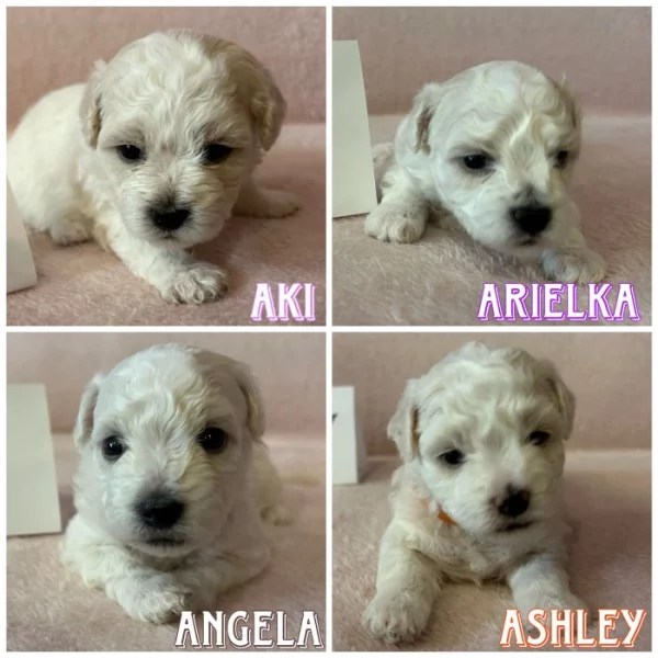 Boloňský psík s PP