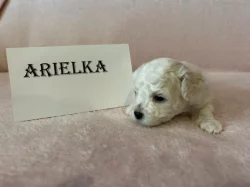 Boloňský psík s PP