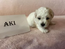 Boloňský psík s PP