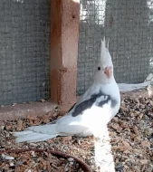 Korela chocholatá bělohlavá standardní mláďata