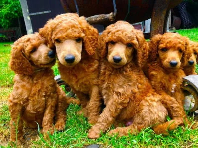 Pudl velký - královský