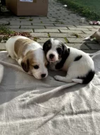 Štěňátka - Bígl bez PP