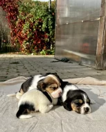 Štěňátka - Bígl bez PP