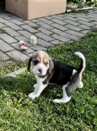 Štěňátka - Bígl bez PP