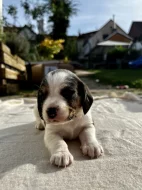 Štěňátka - Bígl bez PP