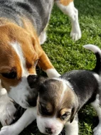 Štěňátka - Bígl bez PP