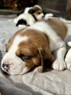 Štěňátka - Bígl bez PP