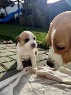 Štěňátka - Bígl bez PP