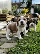 Štěňátka - Bígl bez PP