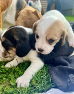 Štěňátka - Bígl bez PP