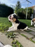 Štěňátka - Bígl bez PP