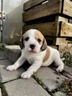 Štěňátka - Bígl bez PP