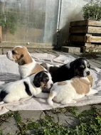 Štěňátka - Bígl bez PP