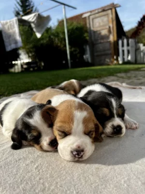 Štěňátka - Bígl bez PP