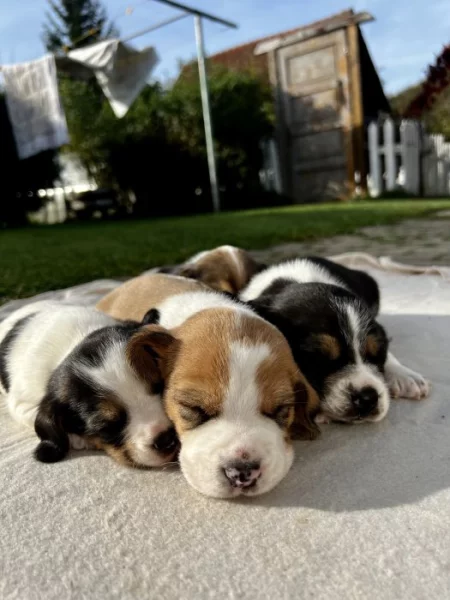 Štěňátka - Bígl bez PP