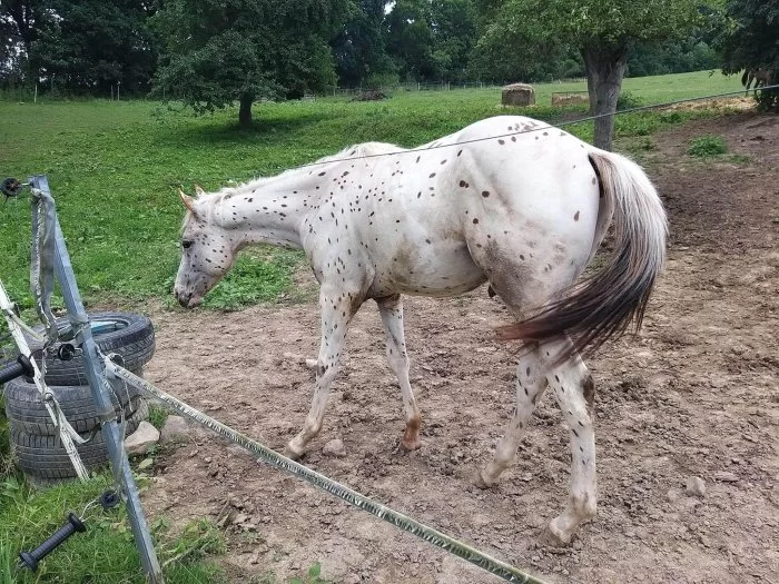 Orion Impack Dream - valach