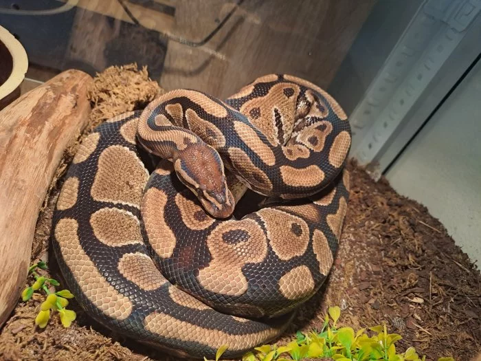 Prodám pár krajty královské