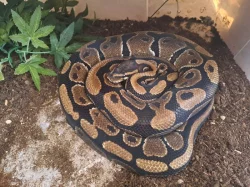 Prodám pár krajty královské