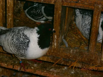 Prodám Moravské pštrosy černé šupinaté