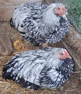 Prodej kohoutů - Wyandotka velká stříbrná černě lemovaná