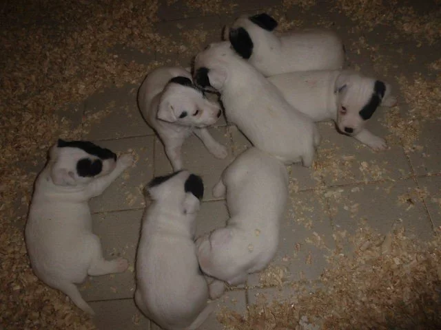 Parson Russell Terier