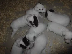 Parson Russell Terier