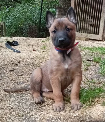 Belgický ovčák Malinois