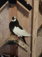 Rakovnický kotrlák