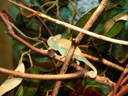 Chameleon jemenský (Chamaeleo calyptratus)