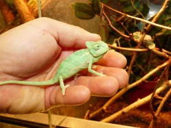 Chameleon jemenský (Chamaeleo calyptratus)
