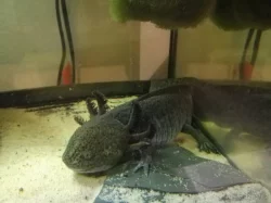 Axolotl Mexický