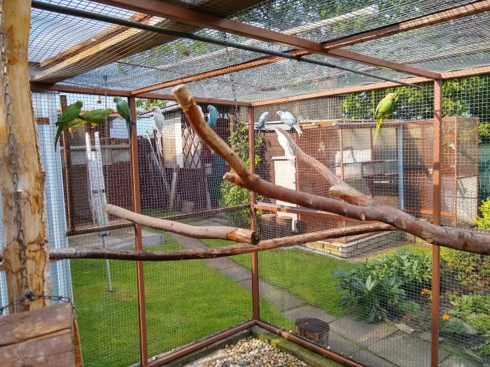 Alexandr malý