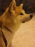 Hledáme novy domov