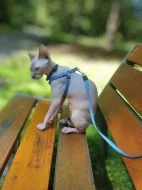 Sphynx kocourek kotě