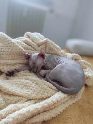 Sphynx kocourek kotě