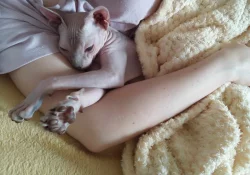 Sphynx kocourek kotě