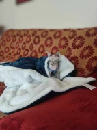 Sphynx kocourek kotě