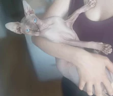 Sphynx kocourek kotě