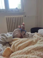 Sphynx kocourek kotě