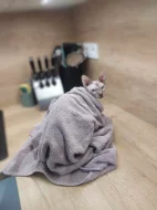 Sphynx kocourek kotě
