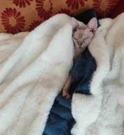 Sphynx kocourek kotě
