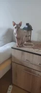 Sphynx kocourek kotě