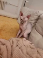 Sphynx kocourek kotě