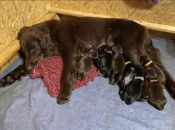 Štěňata chovná stanice Tichý Ruland