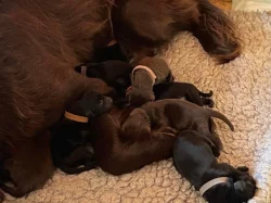 Štěňata chovná stanice Tichý Ruland