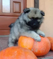 Německý špic vlčí / keeshond prodám krásná štěňata s PP