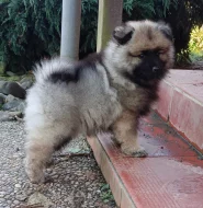 Německý špic vlčí / keeshond prodám krásná štěňata s PP