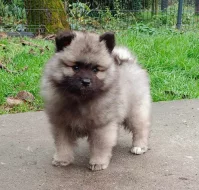 Německý špic vlčí / keeshond prodám krásná štěňata s PP